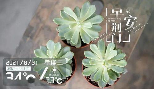 91丨成人丨精产丨天堂鸟,揭秘天堂鸟的神秘力量